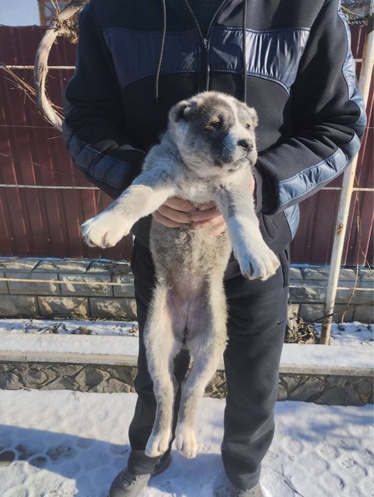 Продам цуценят Алабая