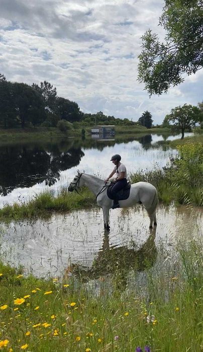 Vendo cavalo PSL com Livro Azul