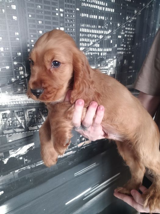 Cocker spaniel angielski