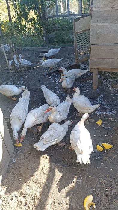 Продам молодих мускусних качок і селехів