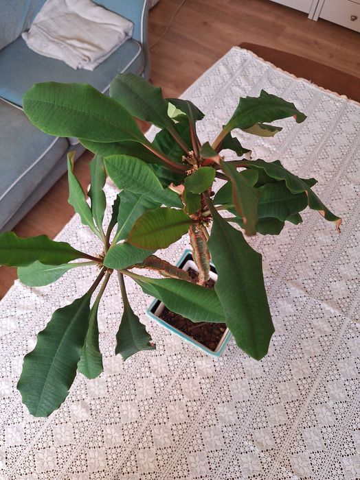 Wilczomlecz białounerwiony euphorbia z osłonką lub bez