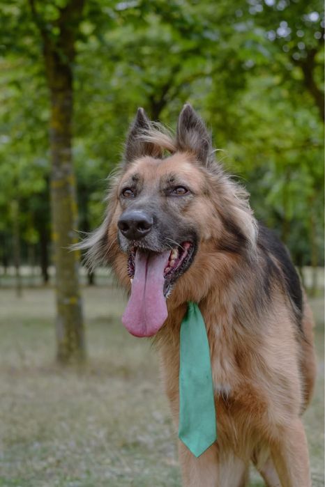 Cywil-pies w typie owczarka niemieckiego do odpowiedzialnej adopcji