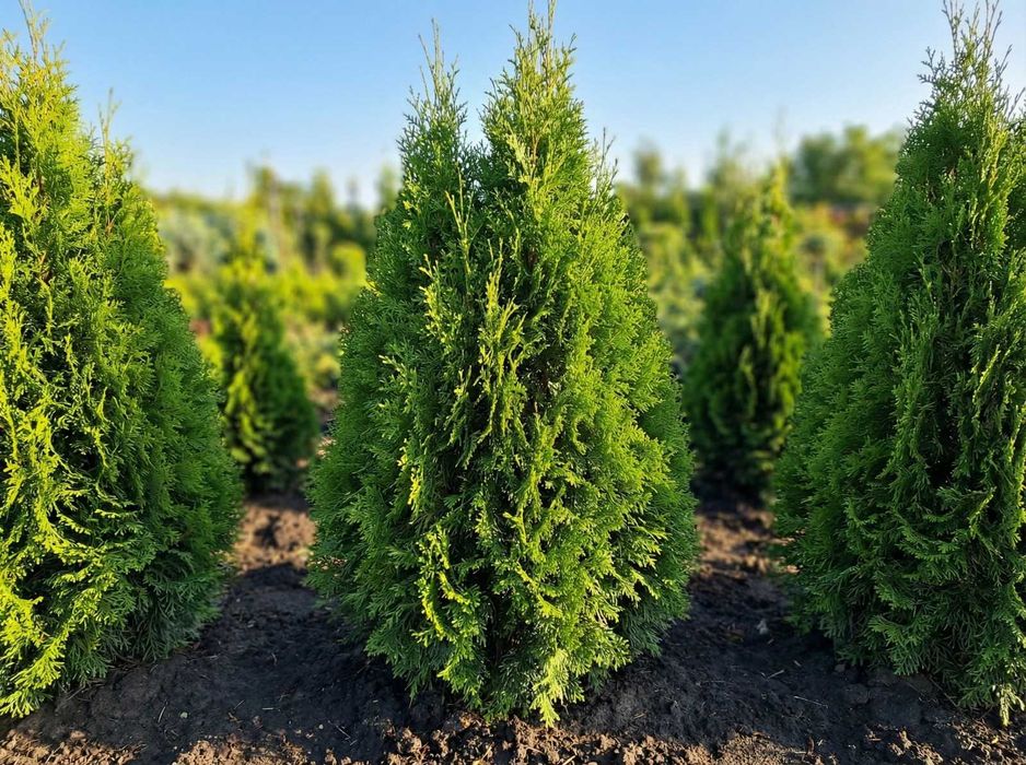 Tuja Brabant 180–200 cm | Dostawa + Sadzenie | Mińsk Mazowiecki