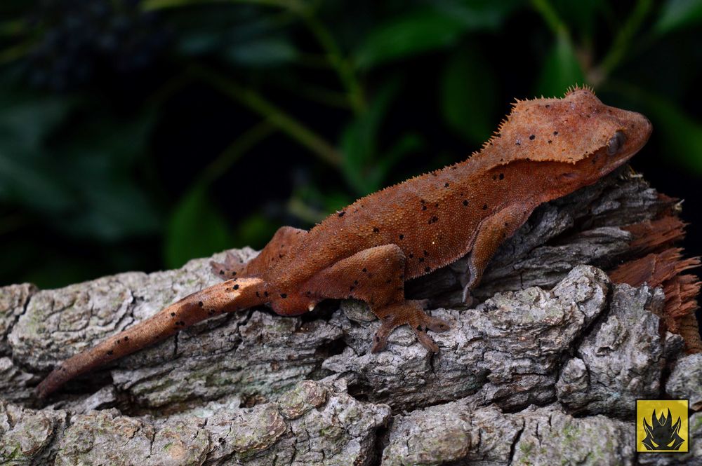 Gekon Orzesiony Ciliatus - Monstrum