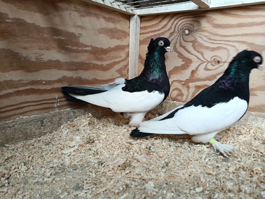 Gołębie sroczka polska