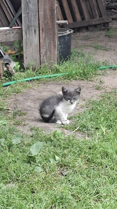 Віддам кошенят в добрі руки
