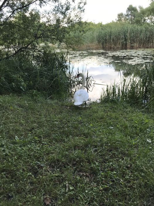 Продаю будинок в сільській мальовничій місцевості.Дубенщина.