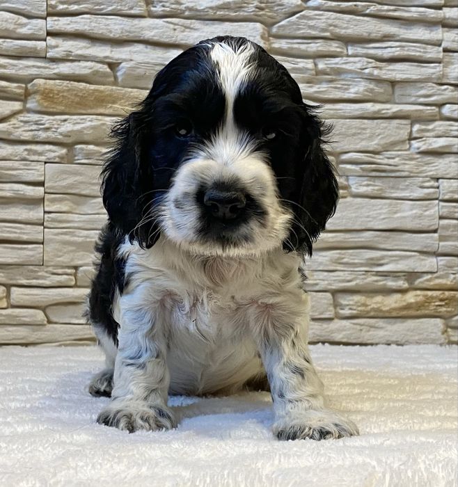 BROKAT Cocker Spaniel Angielski.REZERWACJA