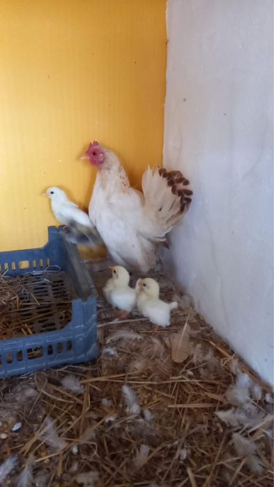 Galinhas serama (Ovos)