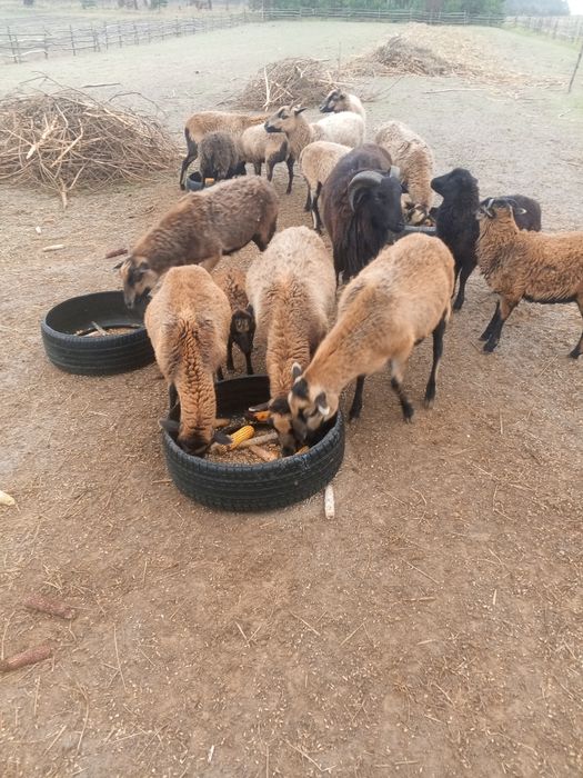 Вівці Камерунської  породи