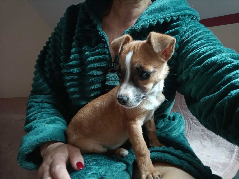 Maleńka, cudna, przeeekochana, bezdomna ok 2-3 mies sunia szuka domu