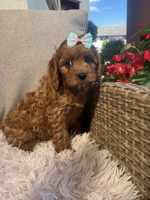 Cudowna suczka cavapoo do odbioru
