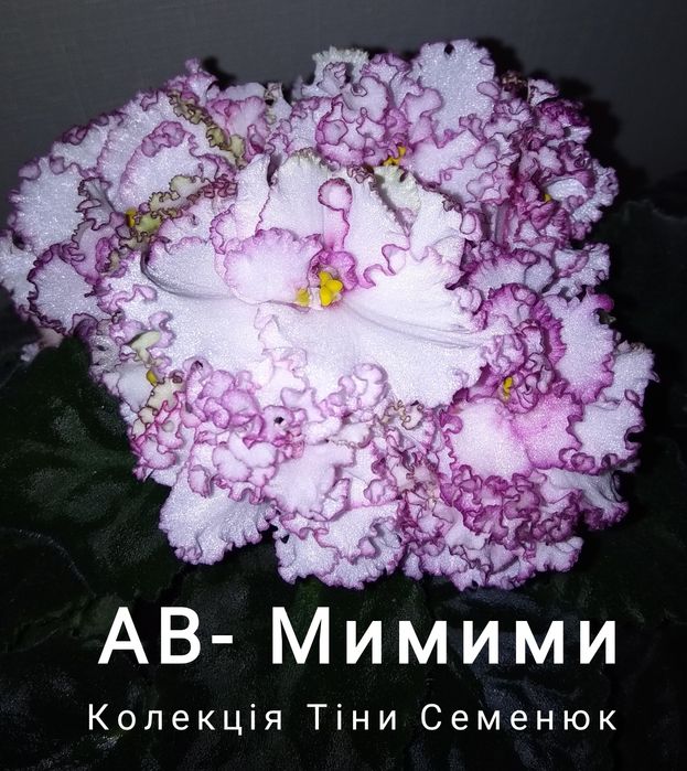 Сортові фіалочки фіалки