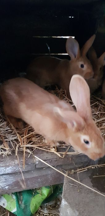 Młode króliki srokacze i burgundy.