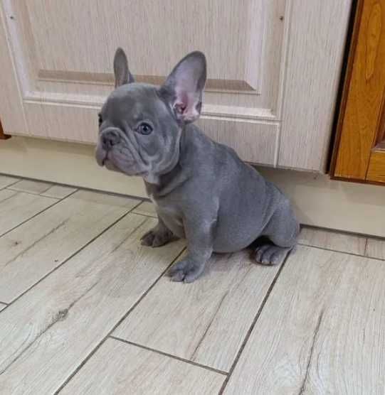 девочки и мальчики голубого (solid) и лилового сплошного (solid) окрас