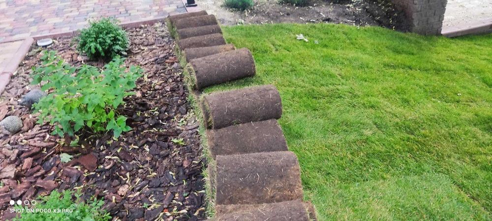 Рулонный и посевной газон,приемлемые цены