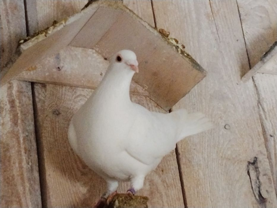 Samiec biały pocztowy