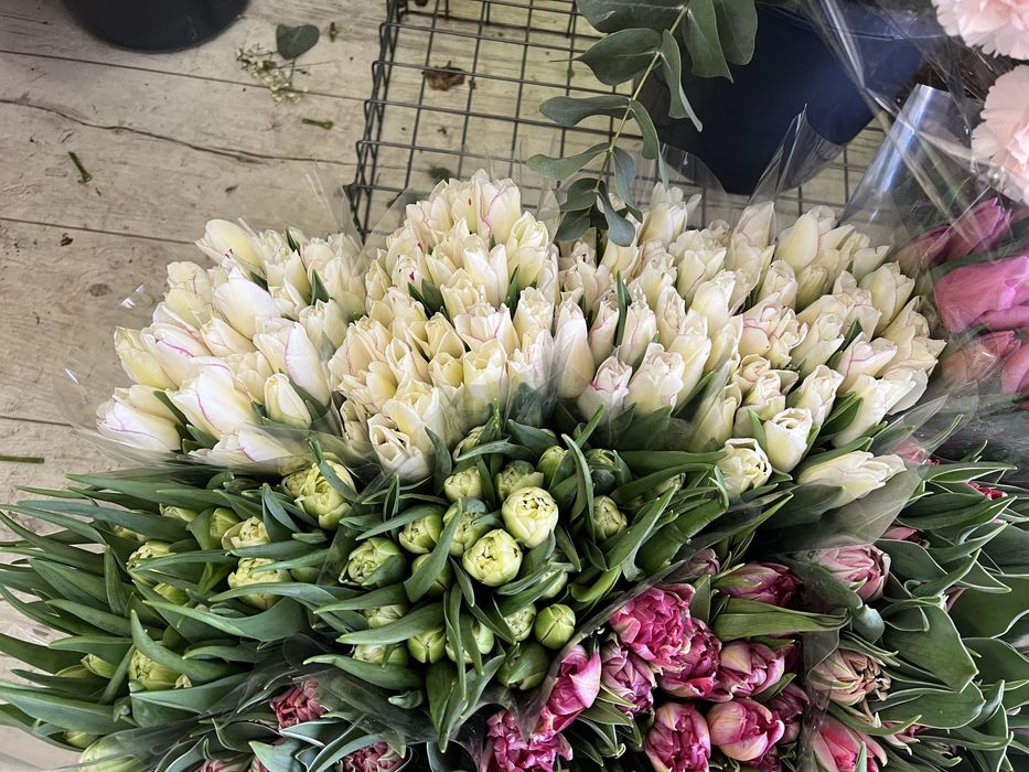 Sprzedam tulipany – 25 szt. w opakowaniu