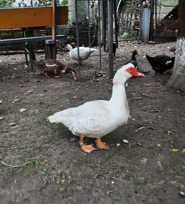 Інкубаційне яйце Мускусних качок(франц.та німец.лінії)
