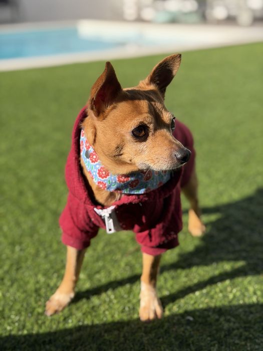 Mickey chihuahua para adoção