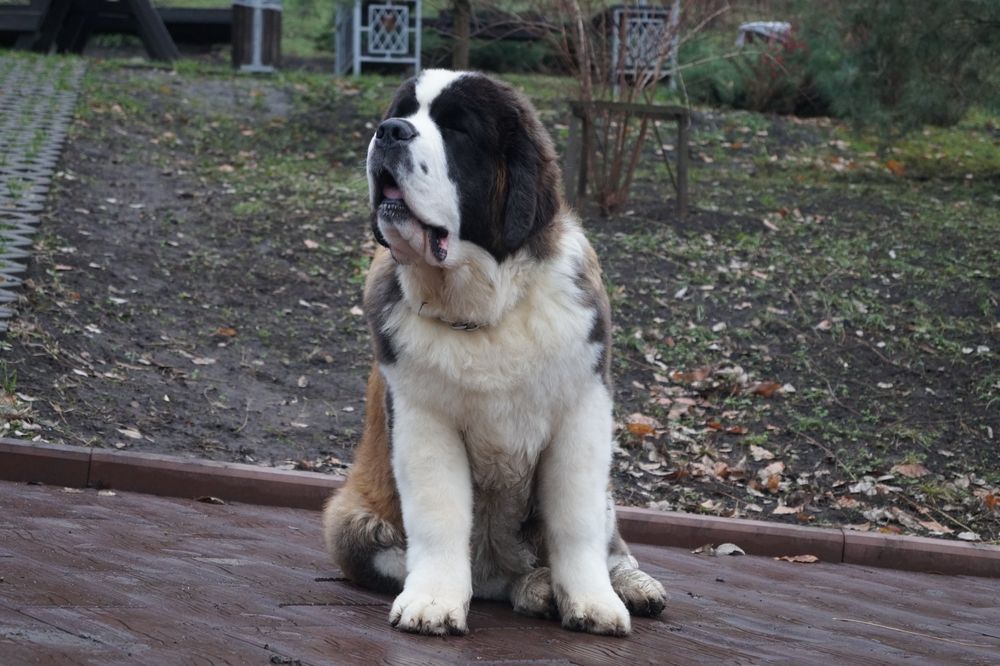 Дівчинка сенбернар