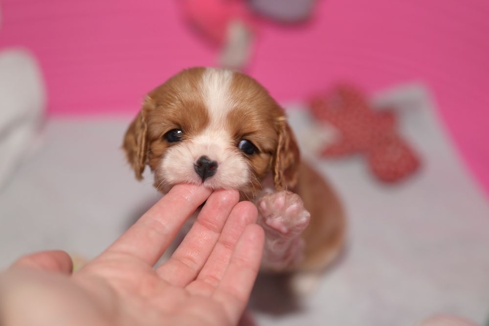 Дівчинка. Кавалер кінг чарльз спаниель. Бленхейм. КСУ/FCI