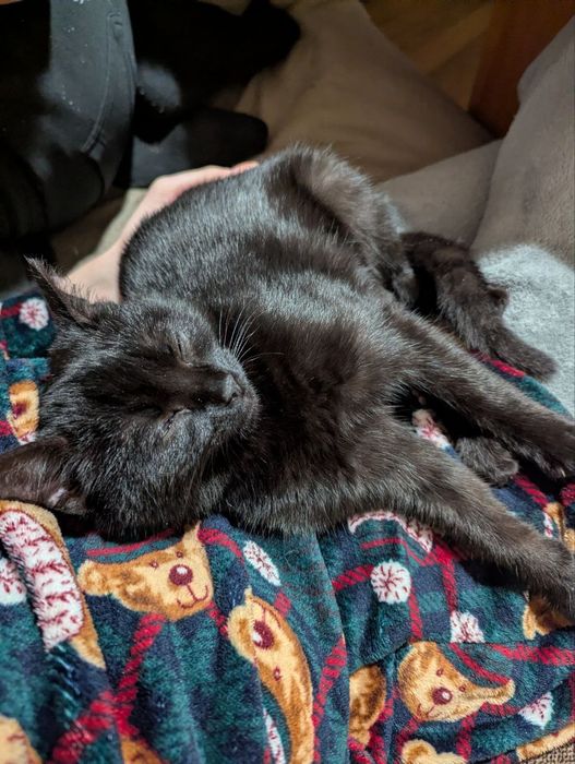 Чорний котик в добрі руки (привеземо в любе місто)