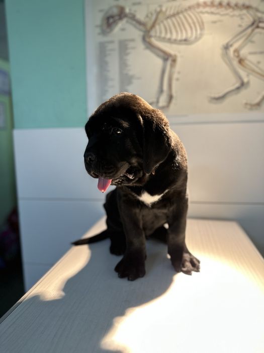 Покер хлопчик 1,5 міс кане-корсо