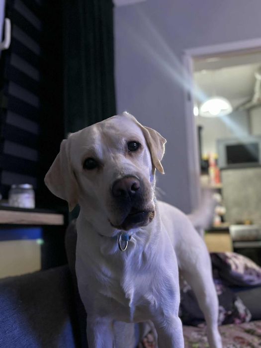 Pies Labrador Malbork za darmo