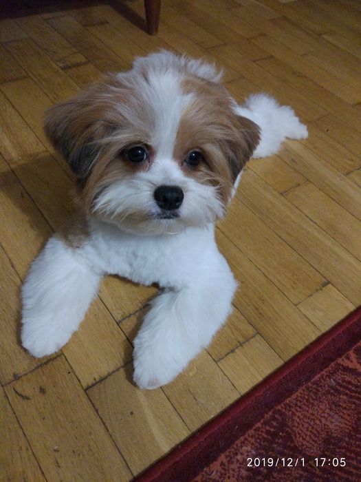 Бівер Йорк шукає наречену)