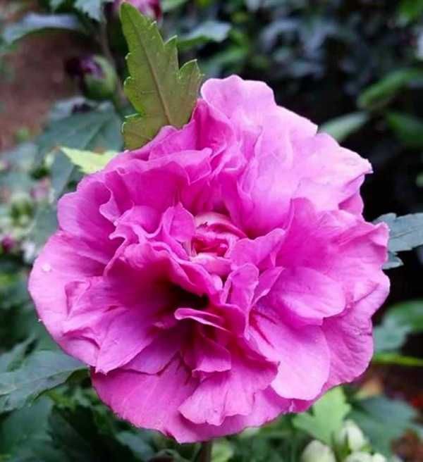 KETMIA SYRYJSKA Duc De Brabant - sadzonki w don. !