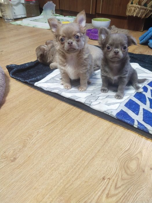 Продается Чихуахуа