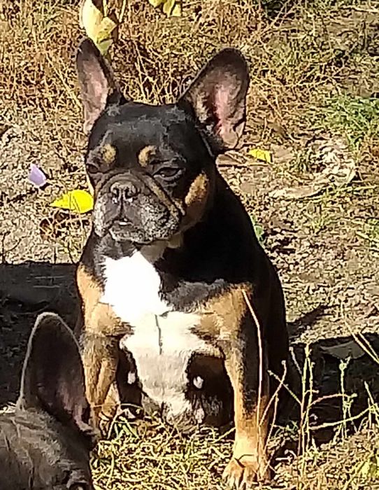 Шукає родину дівчинка французького бульдога вік 4роки