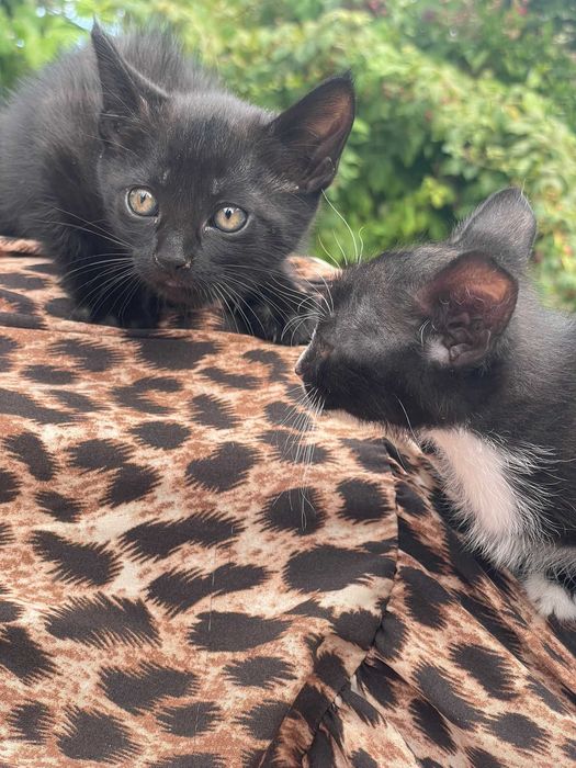 Gatinhas para adoção!