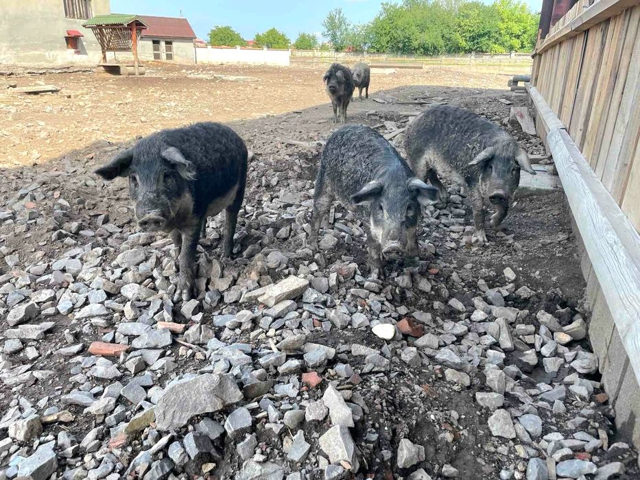 ПРОДАЖ ЕКО-КОМПЛЕКСА Piknik Park з МЕГА локацією / обмін на квартиру