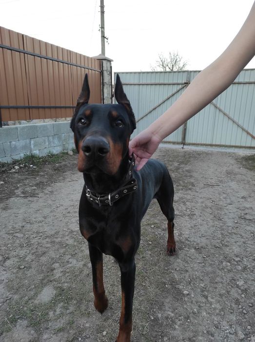 Доберман на в 'язку
