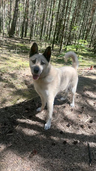 Kojot-mix owczarka i husky do adopcji