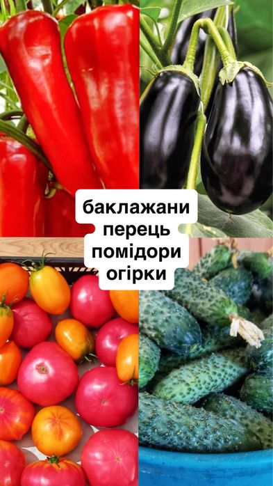 Саджанці перцю та солодкого перцю . Розсада, рассада, саженцы перец