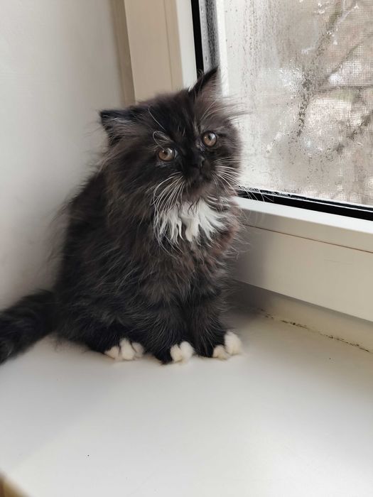 Нежная персидская девочка