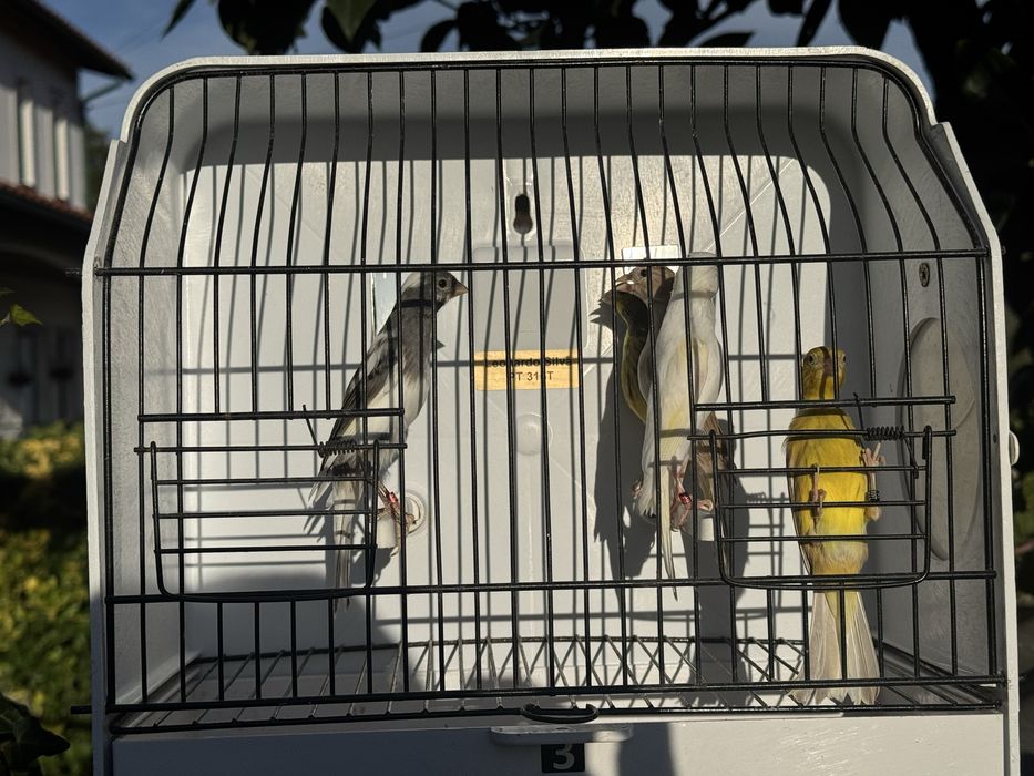 Canários de várias raças