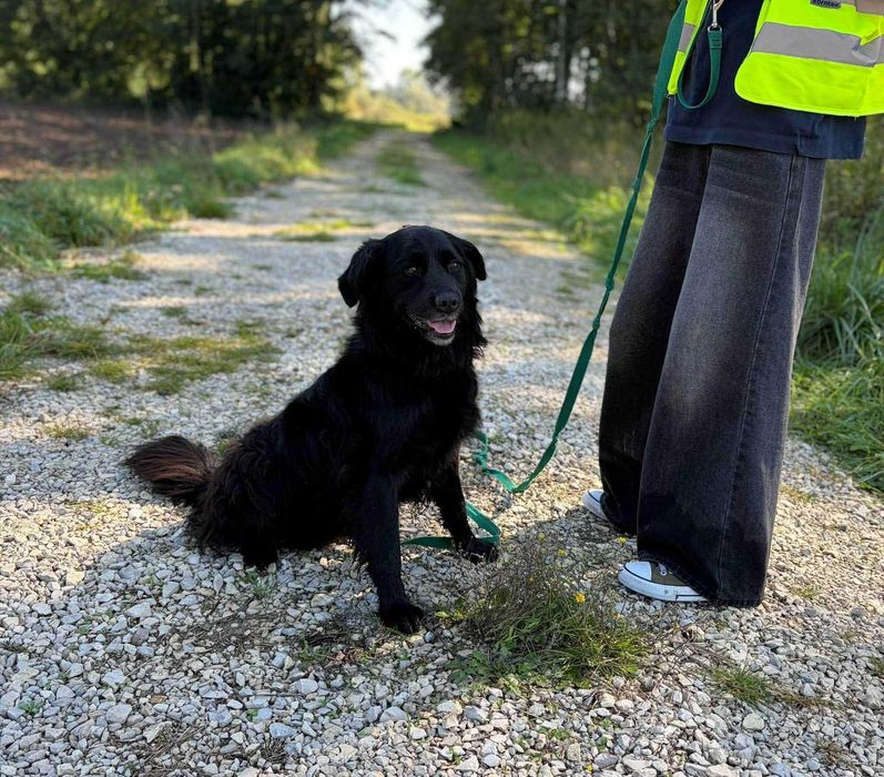 Mini czarny golden Davos do adopcji- pilnie
