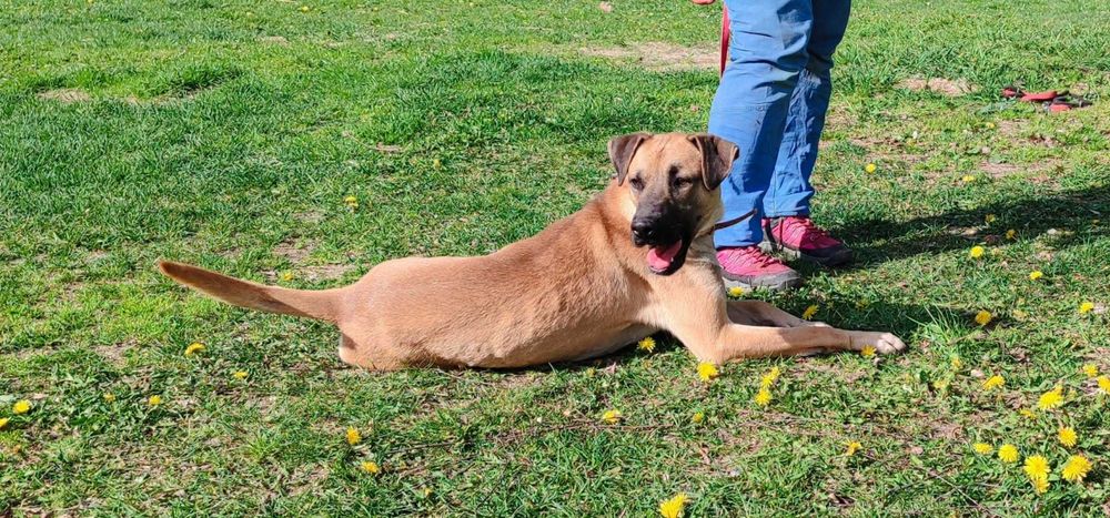 American Staffordshire Terrier szuka domu schronisko Zgierz -aktualne