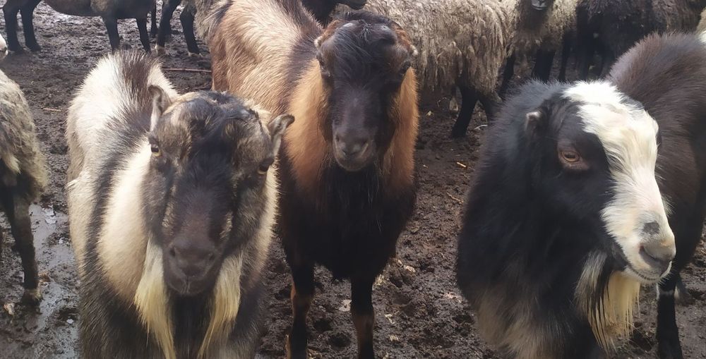 Продам цапи Ламанчі