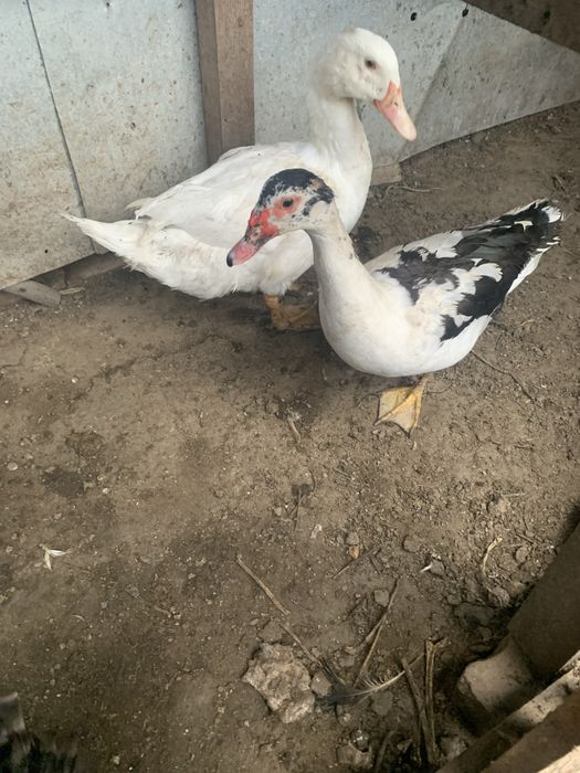 Patos mudos e de pequim