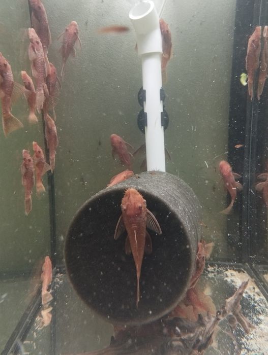 Glonojady super Red zwykłe.