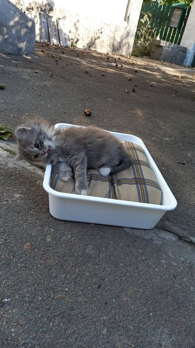 Отдам котят в хорошие руки