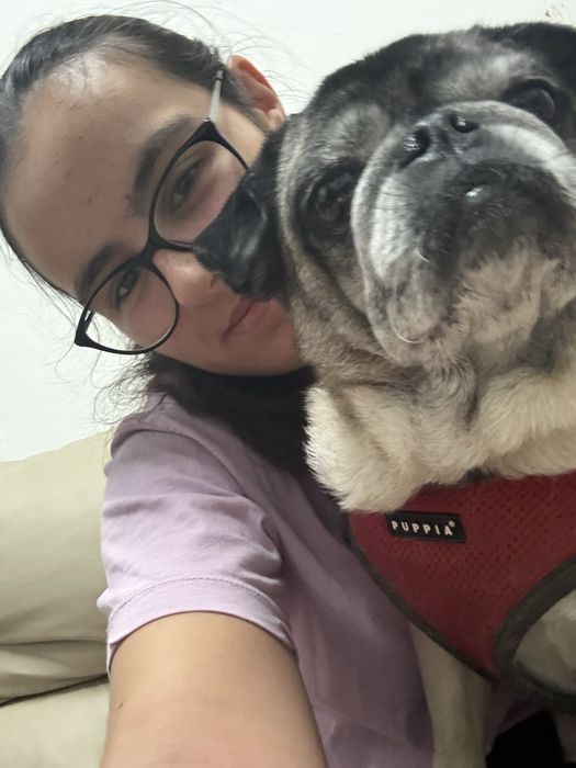 Cuidados para cães e gatos