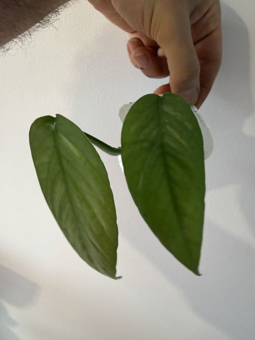 Epipremnum Gold, Pinnatum green, scindapsus, cebu blue