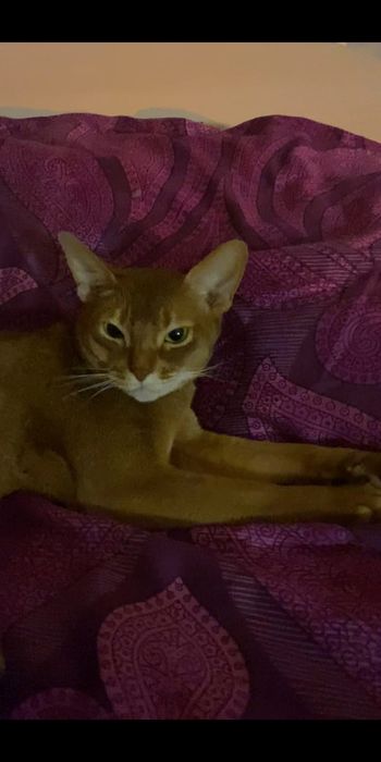 Абиссинская кошка