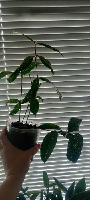 Драцена,молочай,білопероне.